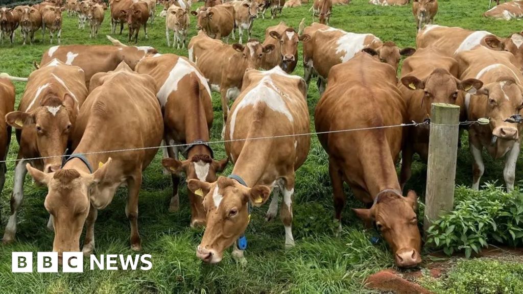 Dry summer puts pressure on Guernsey dairy farmers